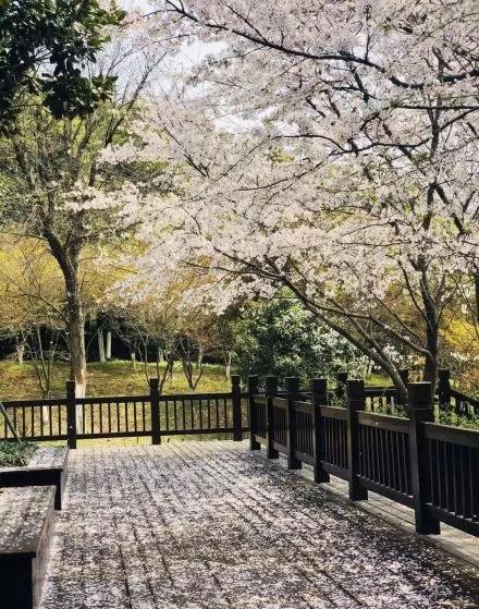 不输日本的3个赏樱地,何必舍近求远国内10大赏樱胜地