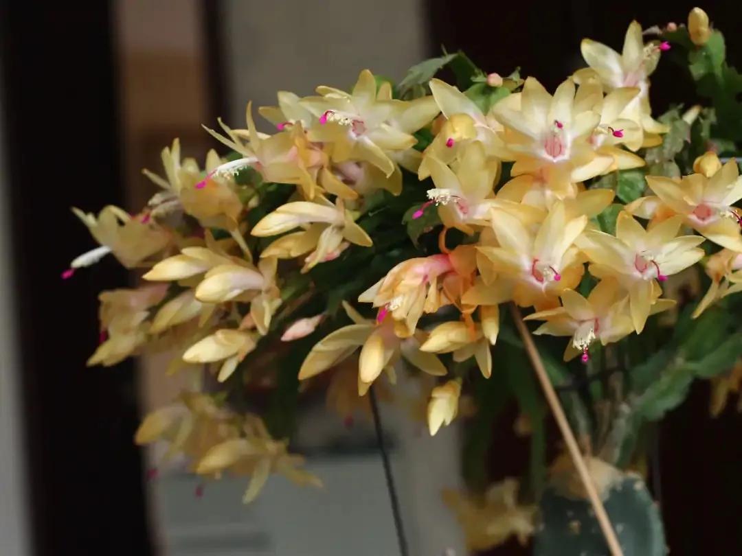 蟹爪兰20棵,有20株蟹爪兰适合多大的盆