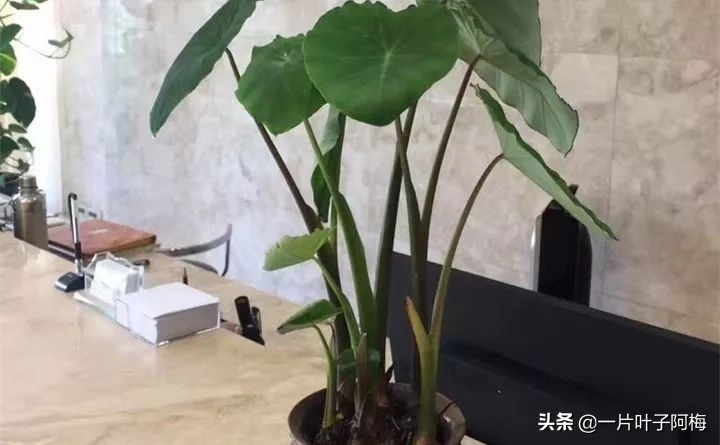 一节山药丢水里，疯狂长藤“冒金豆”，赏叶又吃豆，*管双**齐下