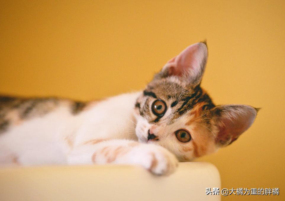 猫咪遇到危险是怎么样的动画视频,猫咪遇到危险找谁救援