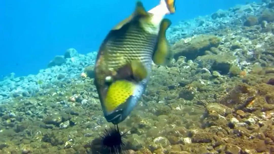 炮弹鱼长的像谁,大体型炮弹鱼