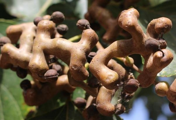 有一种植物长得弯弯曲曲可以解酒,广东酸酸甜甜长相奇怪的植物