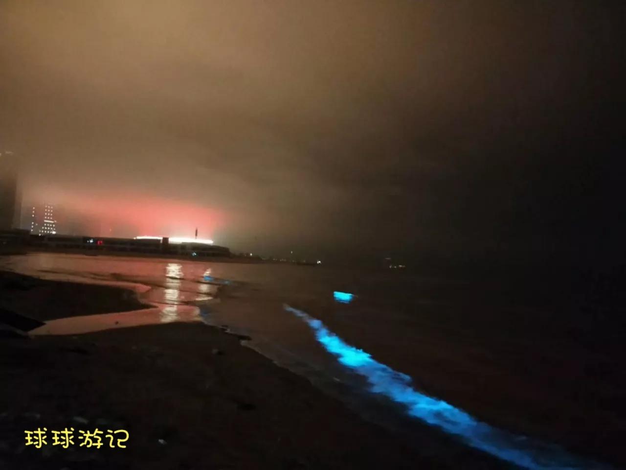 东戴河有蓝眼泪吗,中国海滩夜光藻