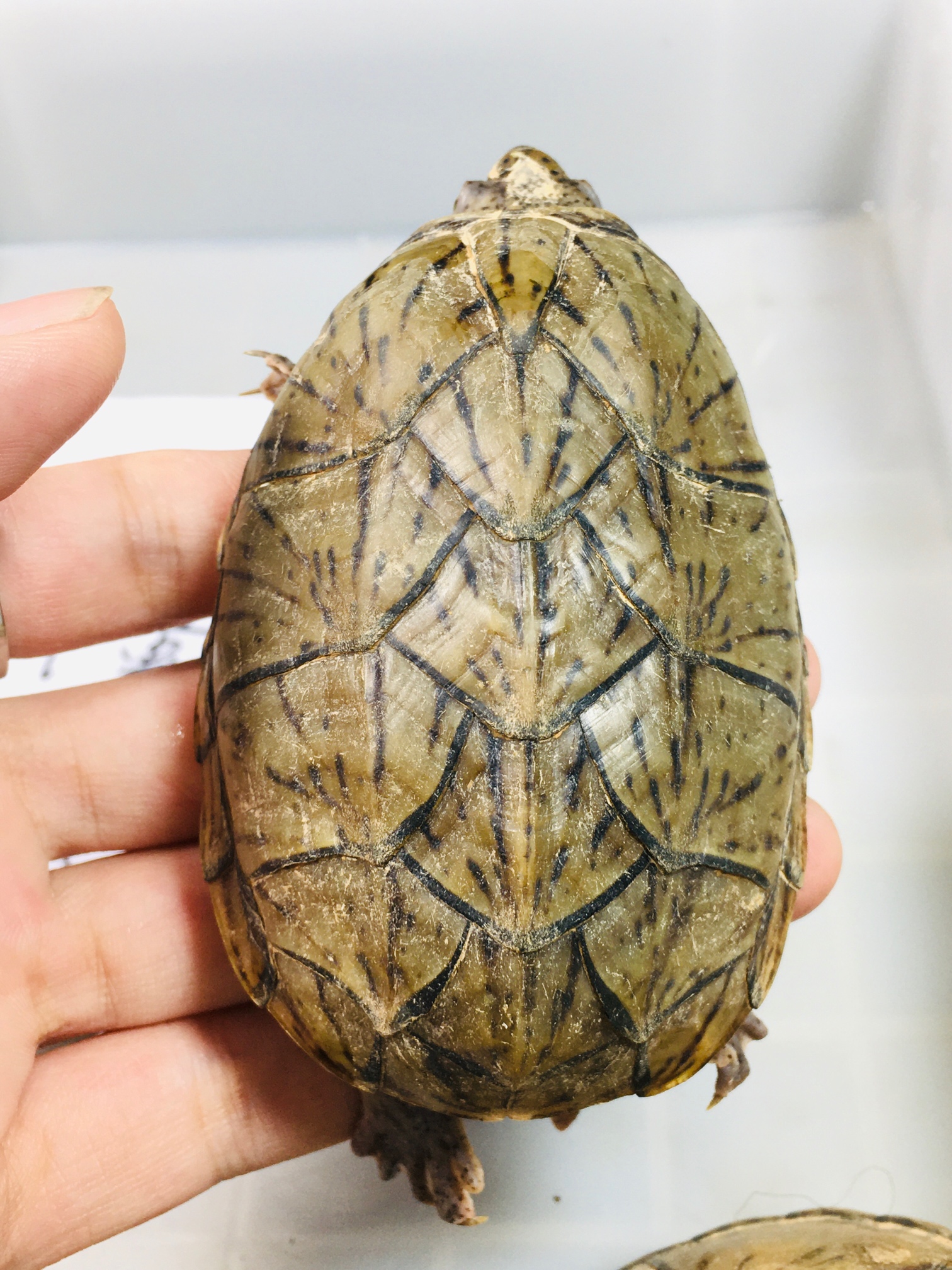 龟生病喂什么药好得快,幼年龟怎么喂药好用一点