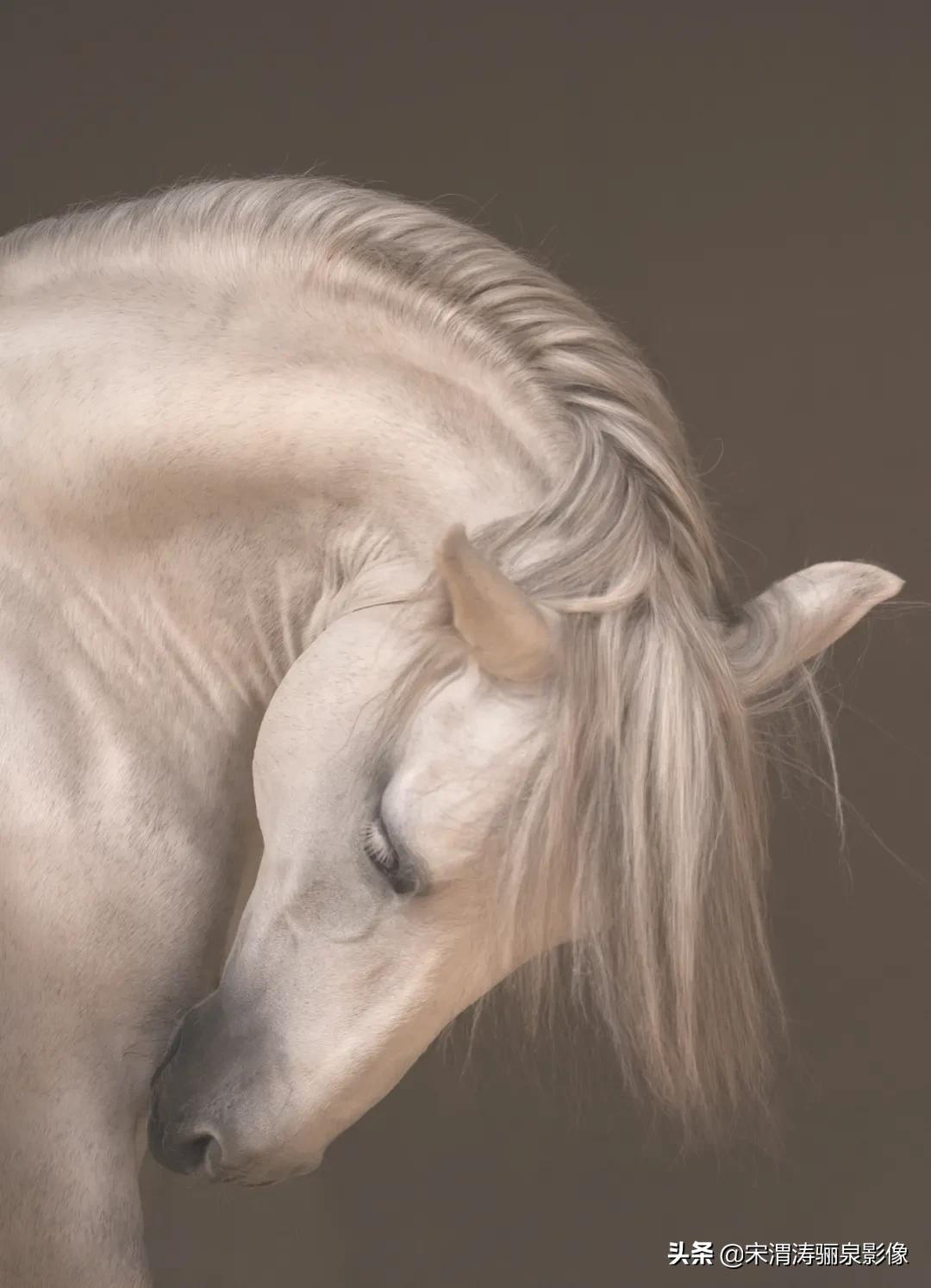 ipa国际动态摄影大赛获奖作品,2020年ipa摄影奖获奖作品