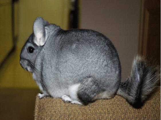 龙猫像老鼠为什么叫猫,像猫又像仓鼠一样的动物