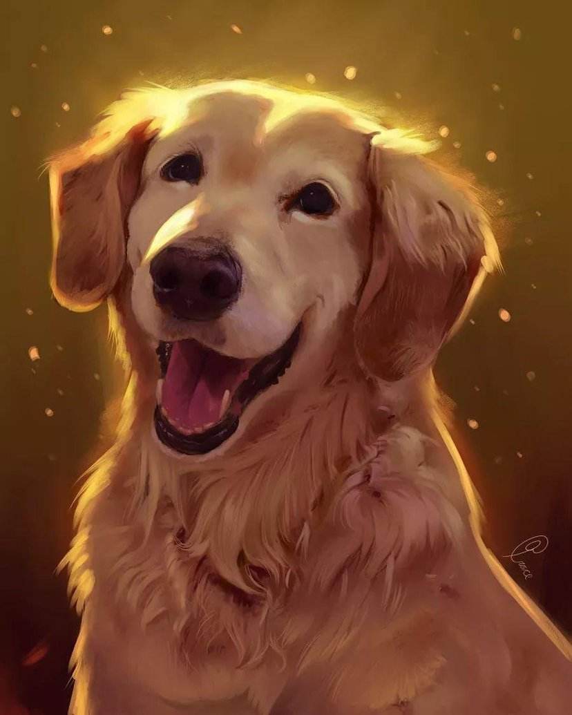 金毛暖男,大金毛暖男