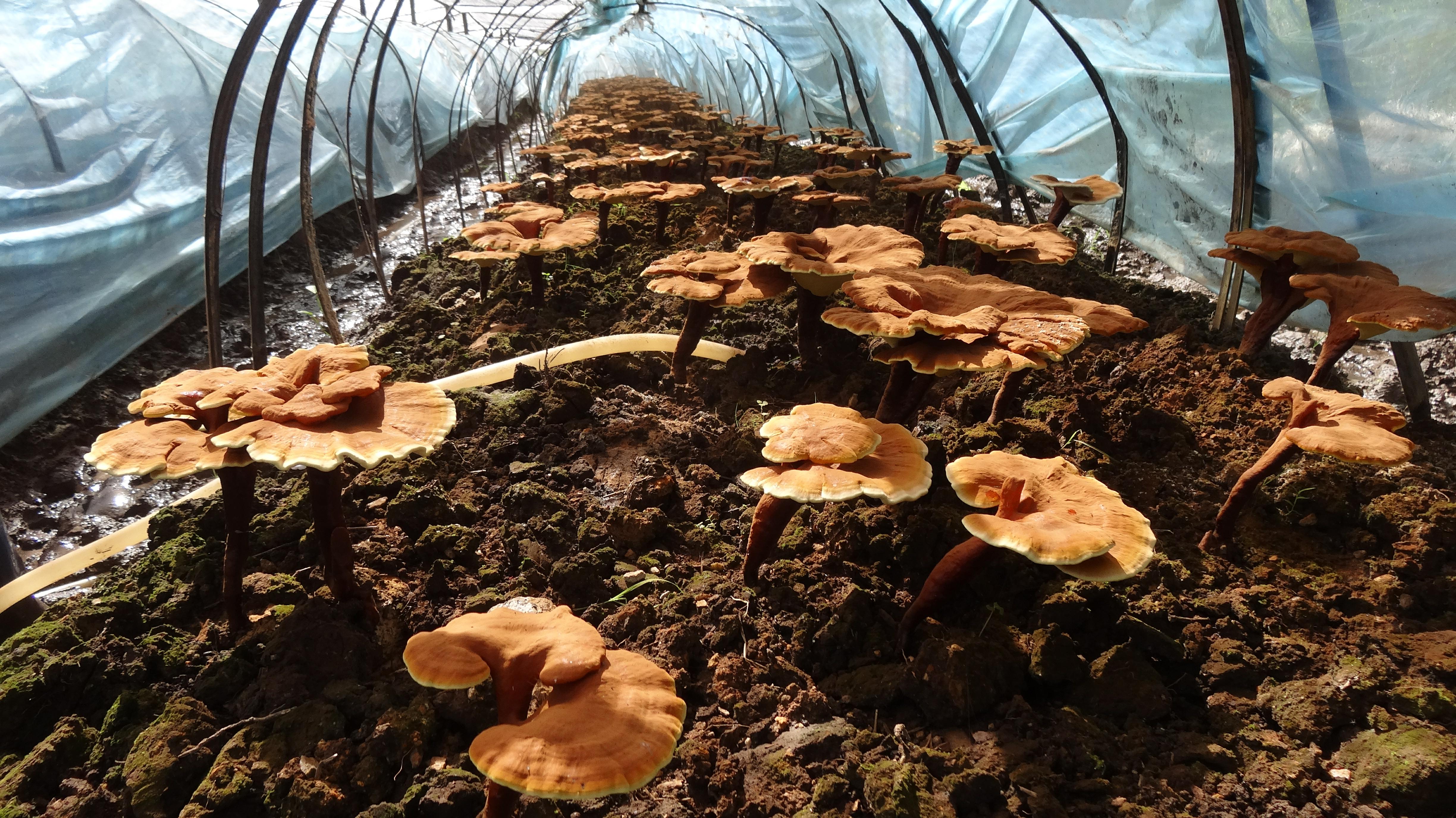 昌宁产业扶贫取得新成效,昌宁县农业脱贫项目