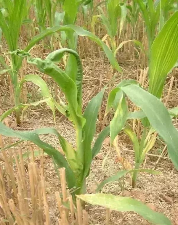 玉米苗后除草剂药害怎么解,玉米苗后除草剂药害特征