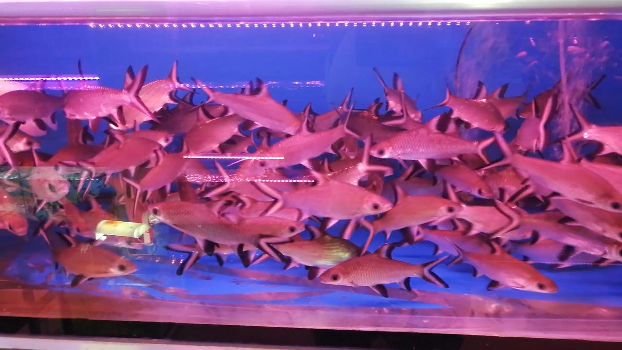 凶猛观赏鱼从哪里买,观赏鱼市场买热带鱼