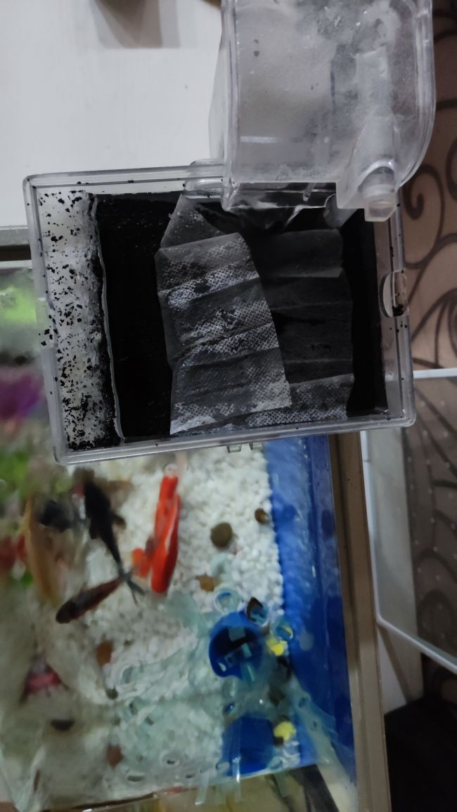 如何让鱼缸水清澈透亮,鱼缸水很清澈但有点腥