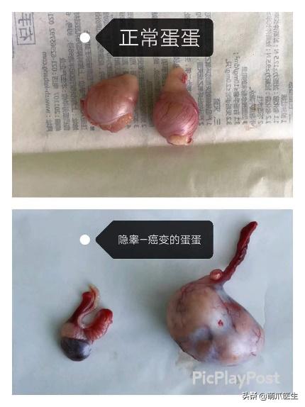 养了一年的母猫居然是公的,养了一年的猫才发现居然是母的