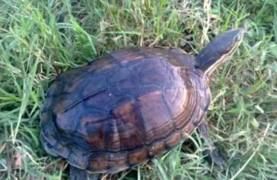 龟拉稀就是肠胃炎吗?还有可能是你不知道的寄生虫!