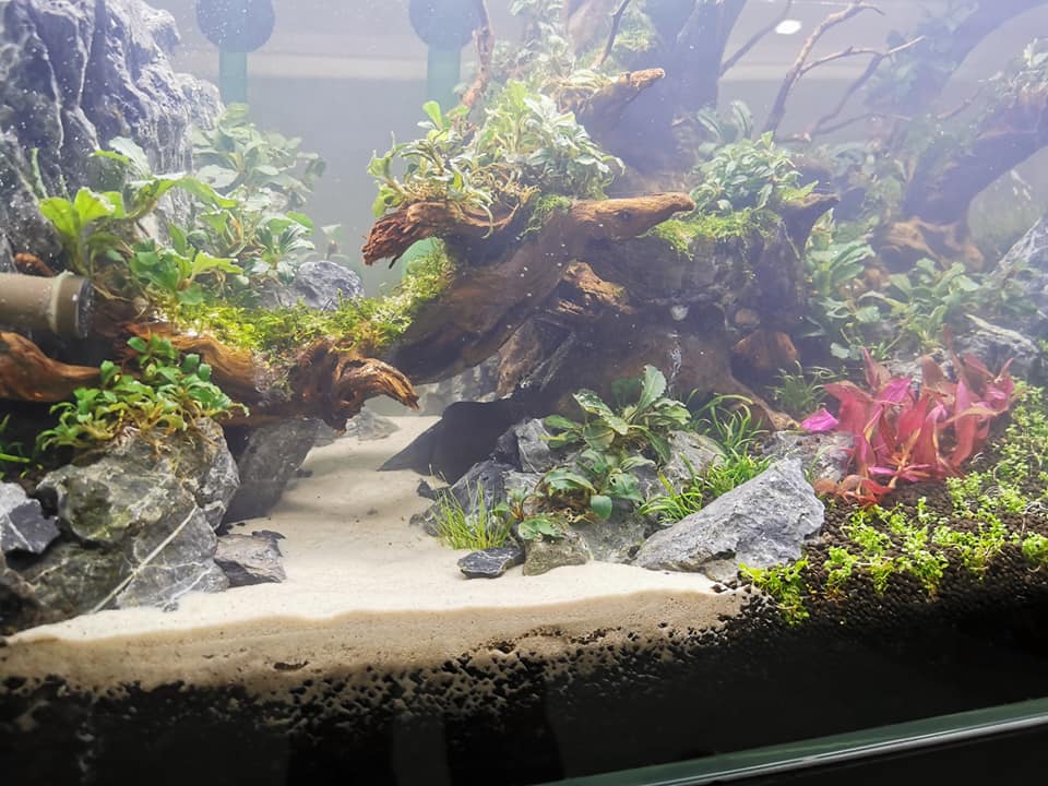 鱼缸用土霉素后怎么让水变白,金鱼缸水变白怎么处理