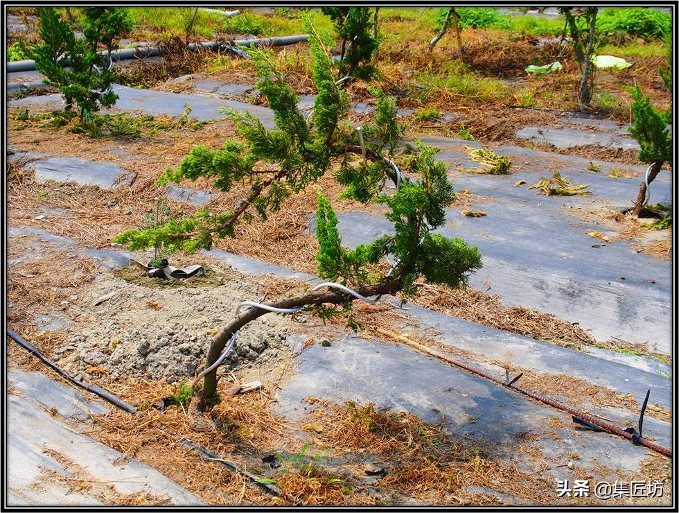 盆景初学者教程,盆景换盆需要哪些配方