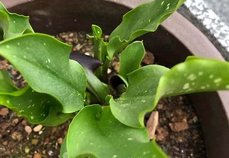 马蹄莲叶子长长后可以分株吗,发芽中的马蹄莲如何分株