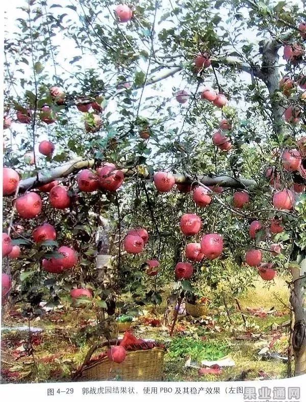 苹果树傻瓜式修剪技术详解,桃树傻瓜式修剪技术