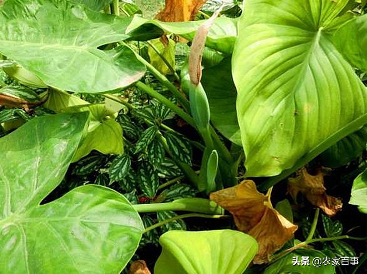 农村野草滴水观音,农村这种草看着不起眼根像小海螺