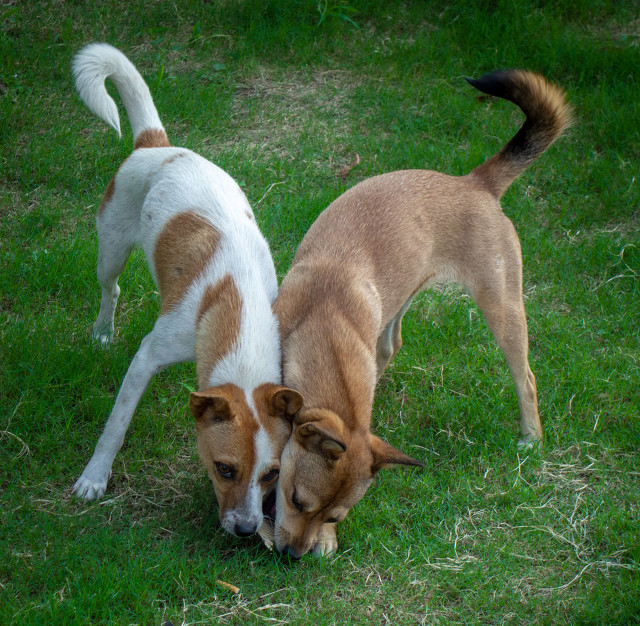 大学系主任有没有必要当,高校当系主任有意思吗