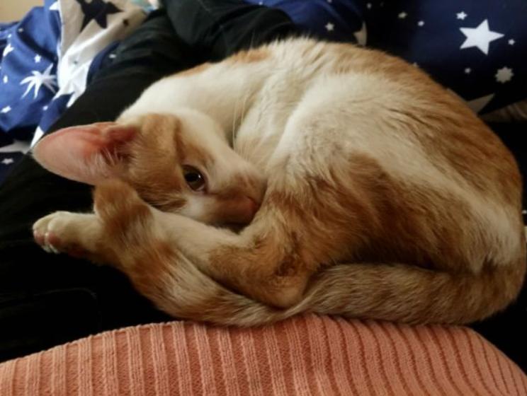 猫咪的十大坏习惯,猫咪十大常见病和预防方法