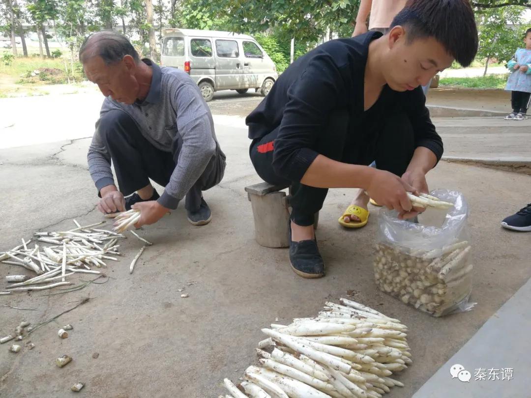 陕西大荔芦笋种植,大荔芦笋