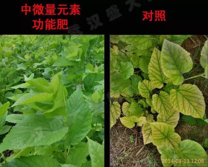 钙镁锌硼高产,钙镁硼铁镁什么农作物可用