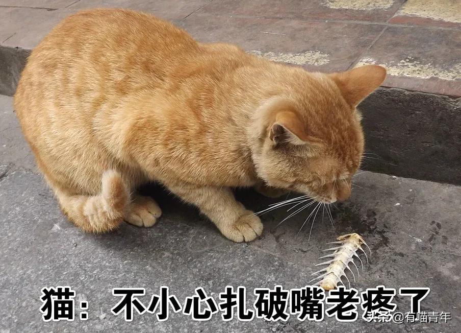对着猫吹气会怎么样,对着猫吹烟有害吗