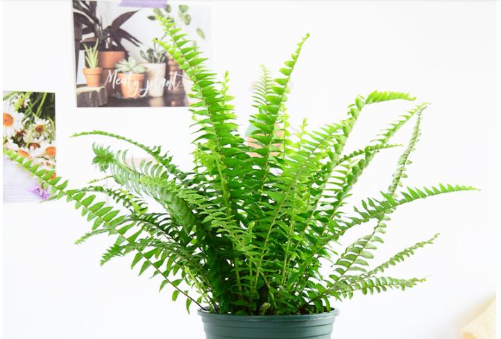 蕨类新长的叶片为什么发黑,蕨类植物叶子变白怎么回事