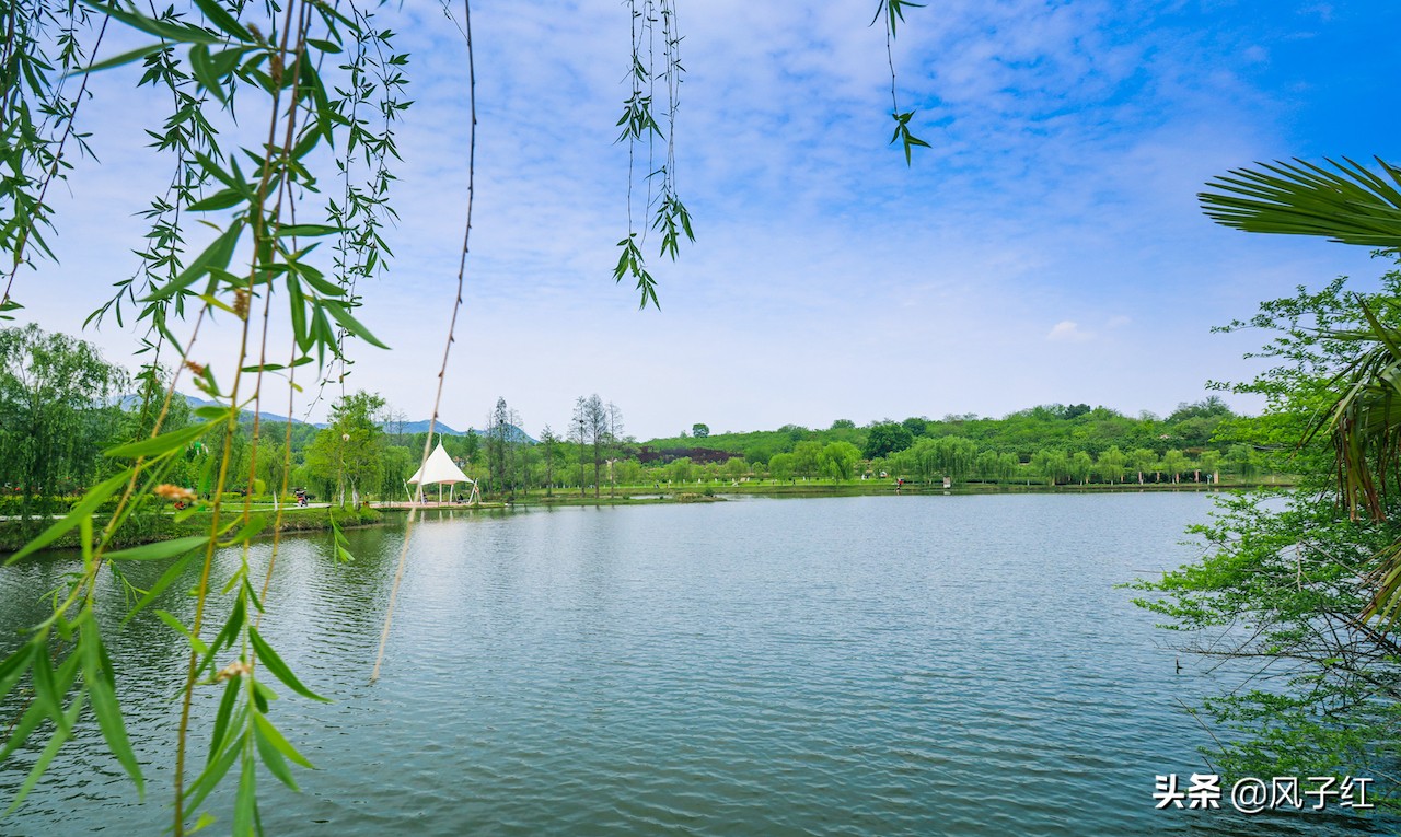 华中最大的玫瑰花园,中国最大的玫瑰花海