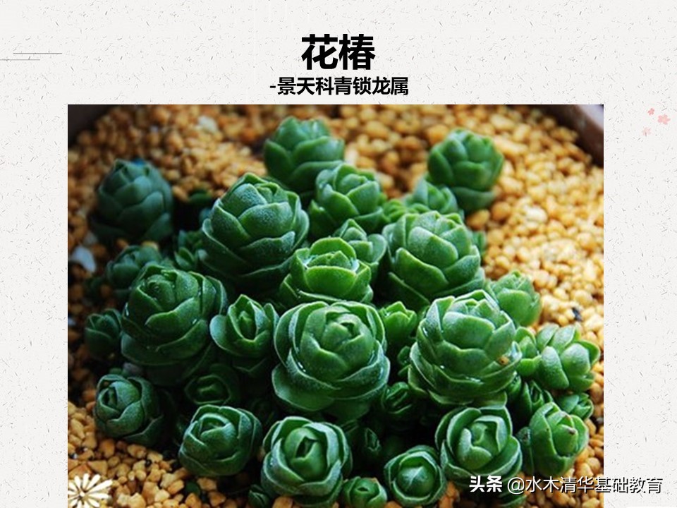 梦幻女王多肉植物百科图谱,原产地多肉植物图谱pdf
