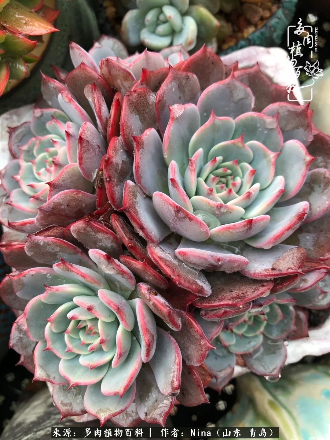 面对残酷的现实，是多肉治愈了我迷茫的未来