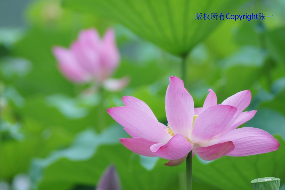 北京紫竹院的荷花：德国Pentacon与日本Minolta镜头实拍对比