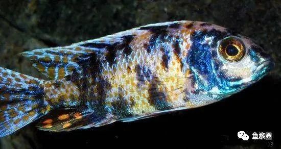 三湖慈鲷马鲷孔雀鱼多久发色,三湖慈鲷鱼之马鲷鱼