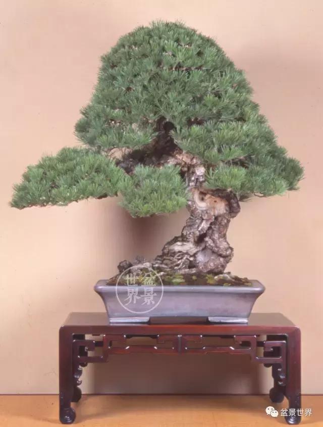 松树盆景经典大片,大斜杆式盆景得金奖作品松树