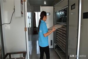 肉鸽人工孵化的几个关键步骤,肉鸽人工孵化养殖技术