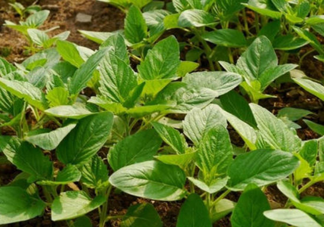 芝麻播种不出苗是什么原因,芝麻种植的小妙招