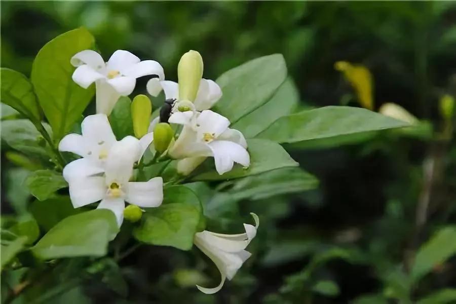 养殖米兰,米兰的冬季养护方法与要点