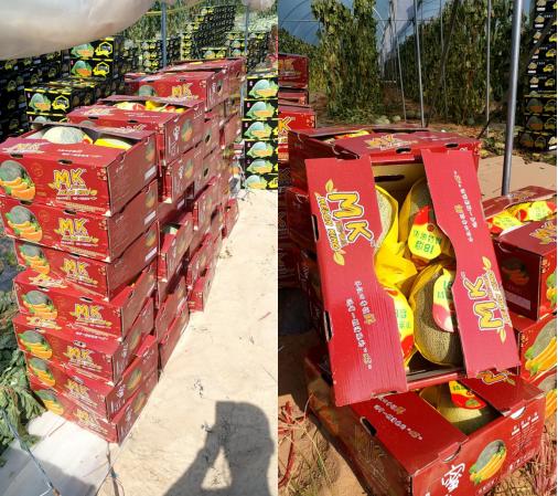 东北小伙在海南种甜瓜,东北小伙在海南种植甜瓜