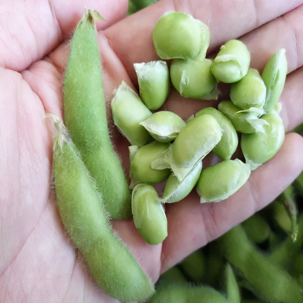 盆栽毛豆的种植方法和技术,盆栽毛豆种植方法