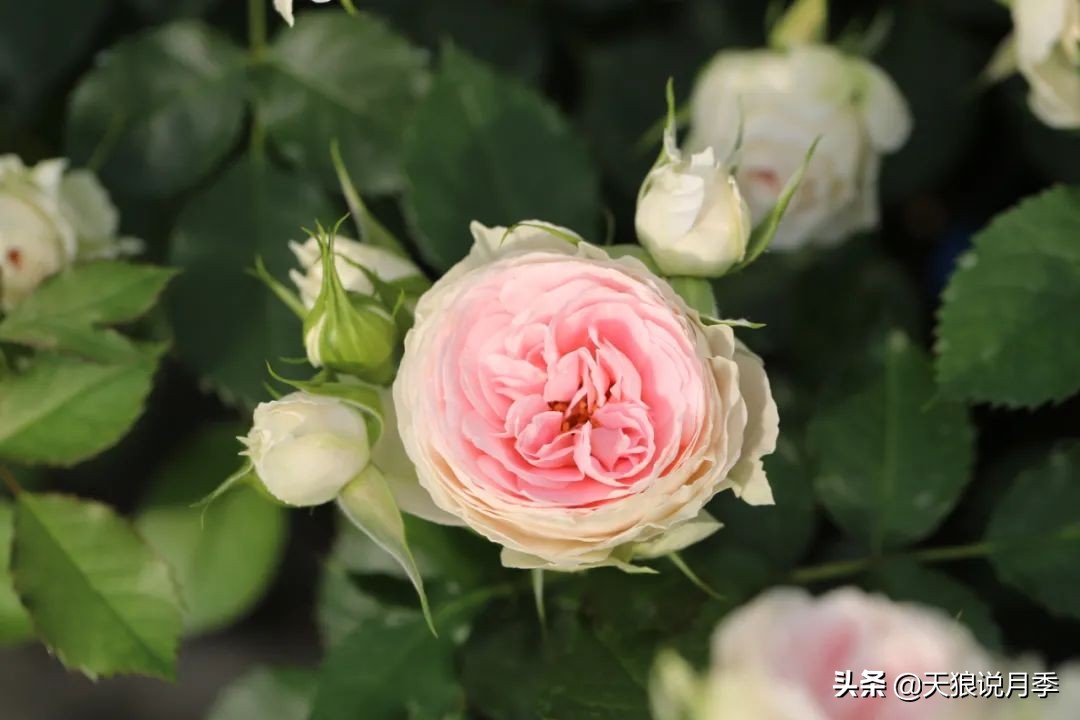 康康最厉害的时刻,康康高光合集