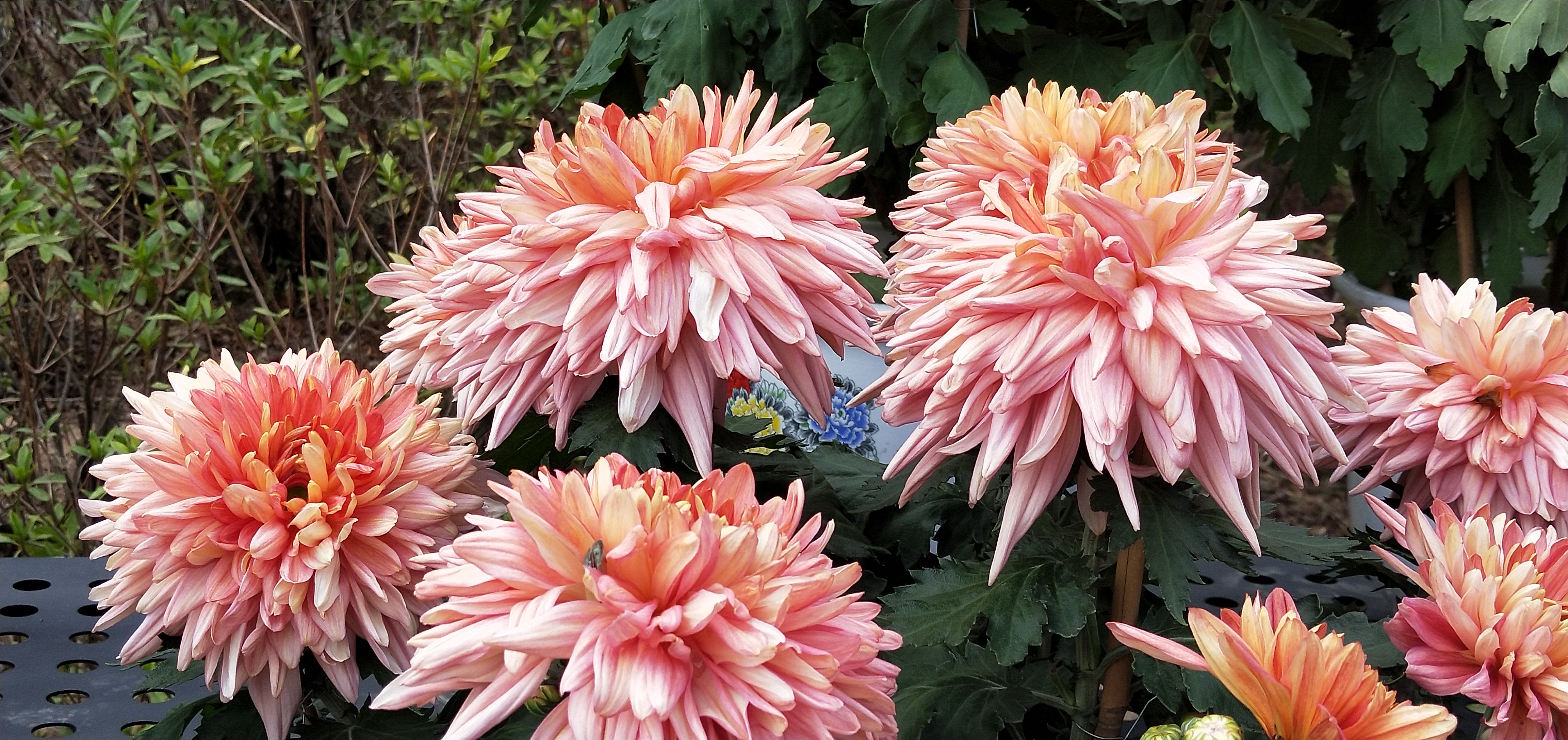 东湖公园菊花花展时间2021,深圳东湖荷节花展