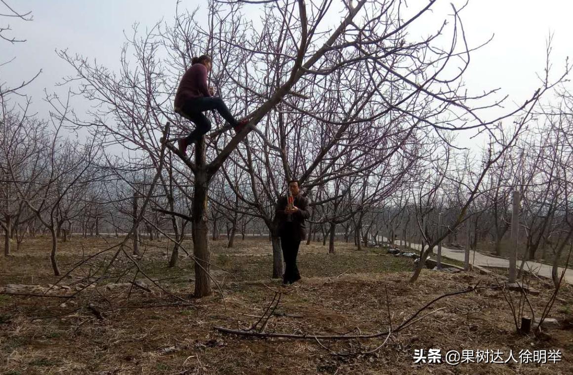 核桃嫁接不活的原因,核桃的夏季嫁接技术和嫁接时间