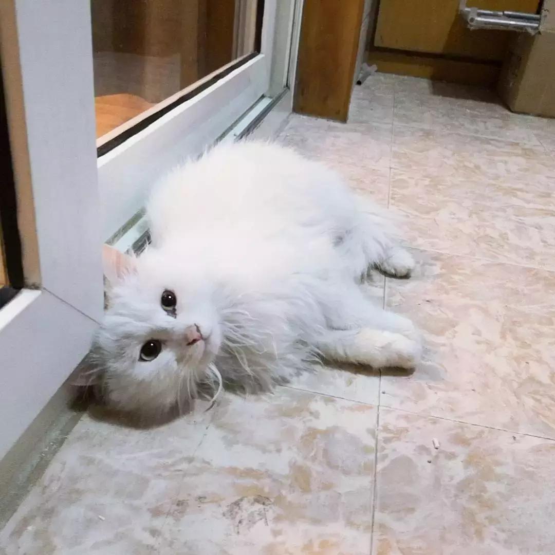 给它们一个家|线上宠物领养日,201903102