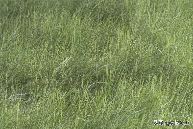 高台近郊休闲农业为民增收添动力,高台特色产业拓宽群众致富路