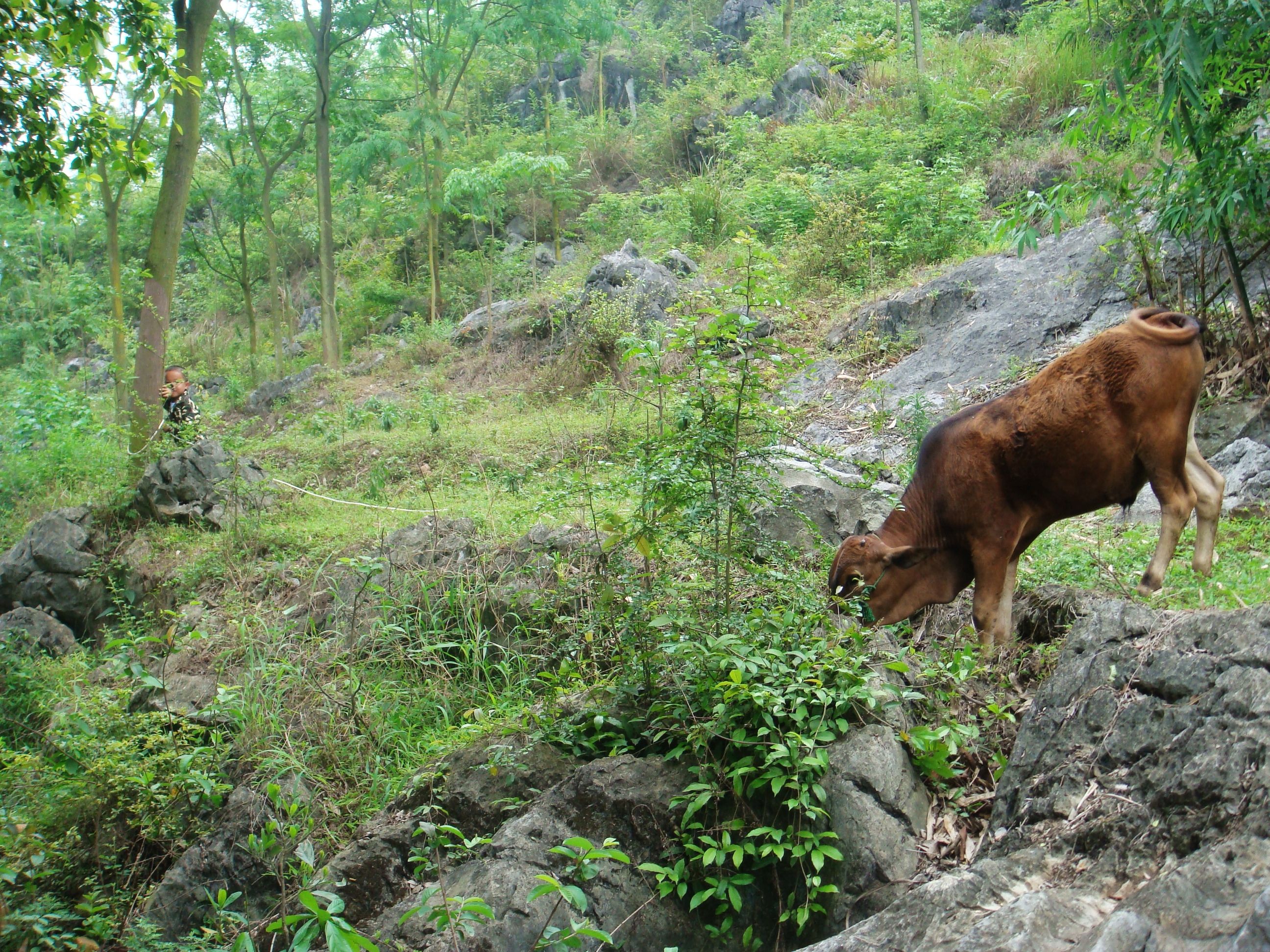 果树下种草养牛可行吗,村里可以养殖的土地