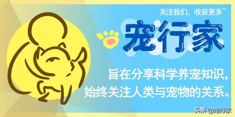 尾巴生活85系列罐头测评,推荐一款好的低脂金枪鱼罐头