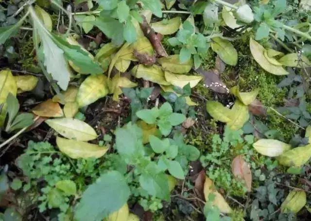 柑橘挂果黄叶是什么问题,柑橘春季开花能否结果