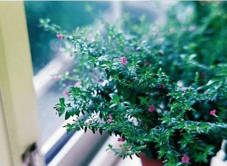 七夕礼物送女友贺卡,发给女友的新年短信祝福语