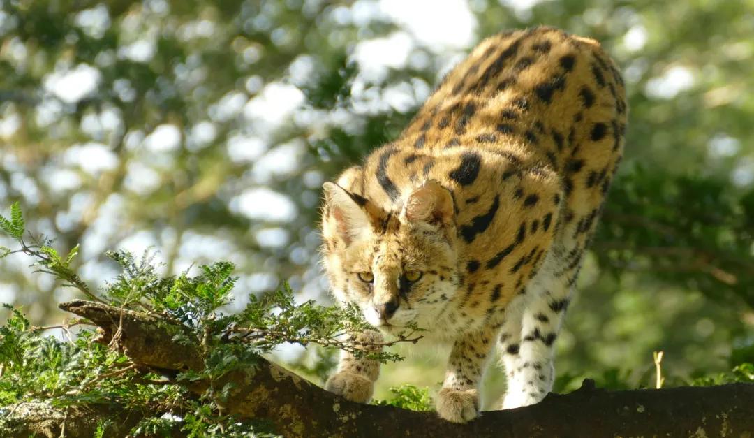 狞猫耳朵非常漂亮会旋转,狞猫一只长相狰狞的猫