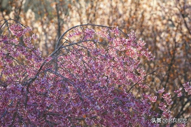 浪漫樱花校园,浪漫樱花视频